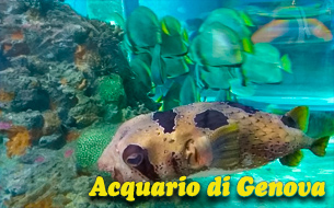 аквариум генуя италия