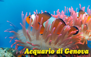 генуя аквариум acquario di genova