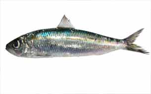 рыба алаша сардинелла fish alaccia италия