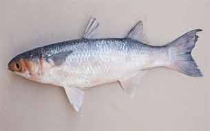 рыба лобан кефаль pesce cefalo италия
