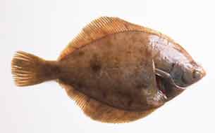 рыба ершоватка лиманда fish limanda италия