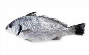 рыба умбрина fish ombrina италия