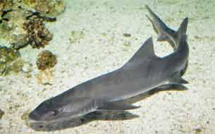 рыба кунья акула pesce palombo паломбо италия