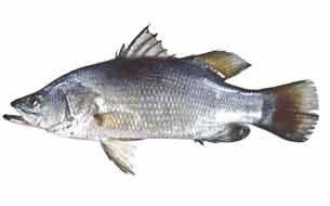 рыба нильский окунь fish persico-africano италия