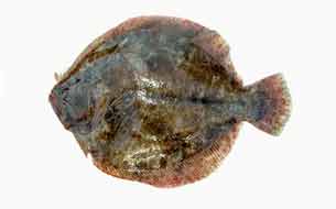 рыба калкан тюрбо rombo fish sea италия