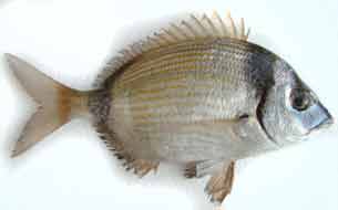 рыба сарагус sarago fish sea италия