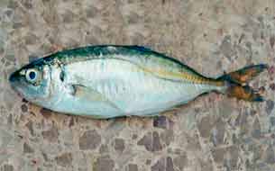 рыба ставрида sugarello fish sea италия