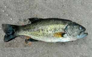 рыба персидская форель pesce persico-trota италия